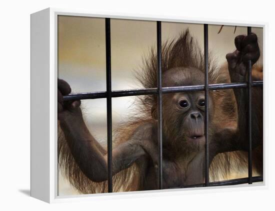 Young Orangutan Hold on to the Bars of a Cage at the Duisburg Zoo-null-Framed Premier Image Canvas