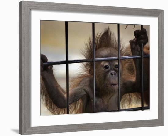 Young Orangutan Hold on to the Bars of a Cage at the Duisburg Zoo-null-Framed Photographic Print