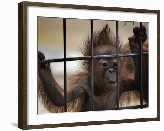 Young Orangutan Hold on to the Bars of a Cage at the Duisburg Zoo-null-Framed Photographic Print