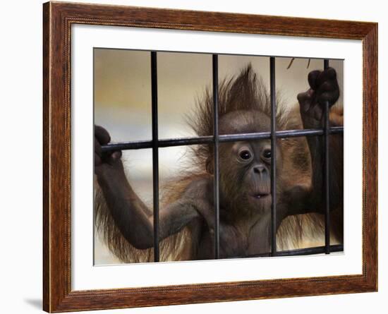 Young Orangutan Hold on to the Bars of a Cage at the Duisburg Zoo-null-Framed Photographic Print