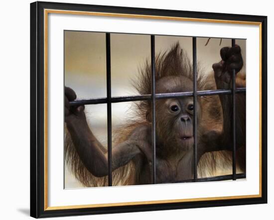 Young Orangutan Hold on to the Bars of a Cage at the Duisburg Zoo-null-Framed Photographic Print