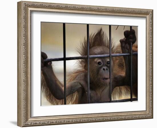 Young Orangutan Hold on to the Bars of a Cage at the Duisburg Zoo-null-Framed Photographic Print