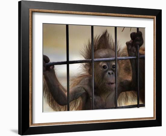 Young Orangutan Hold on to the Bars of a Cage at the Duisburg Zoo-null-Framed Photographic Print