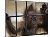 Young Orangutan Hold on to the Bars of a Cage at the Duisburg Zoo-null-Mounted Photographic Print