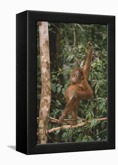 Young Orangutan in the Trees-DLILLC-Framed Premier Image Canvas