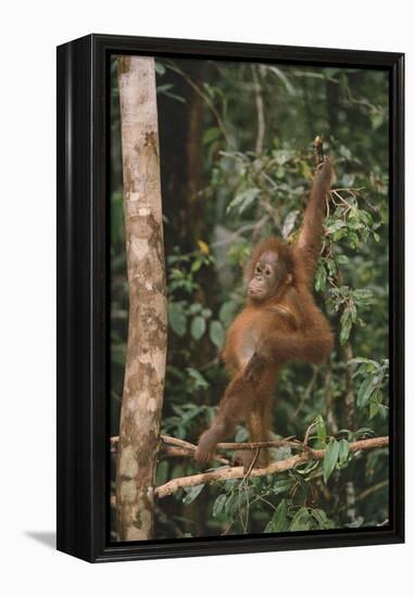 Young Orangutan in the Trees-DLILLC-Framed Premier Image Canvas