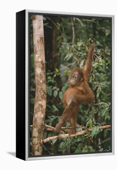 Young Orangutan in the Trees-DLILLC-Framed Premier Image Canvas