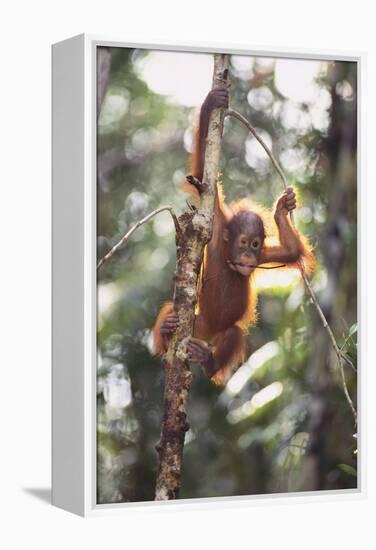 Young Orangutan in the Trees-DLILLC-Framed Premier Image Canvas