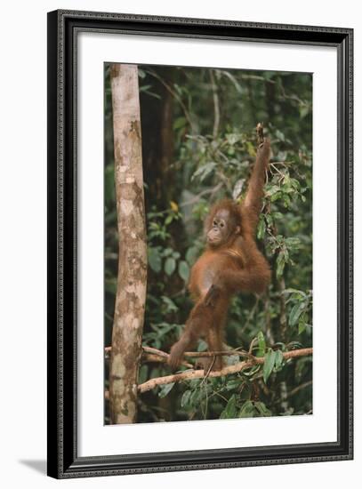 Young Orangutan in the Trees-DLILLC-Framed Photographic Print