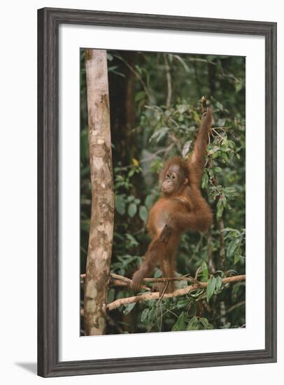 Young Orangutan in the Trees-DLILLC-Framed Photographic Print