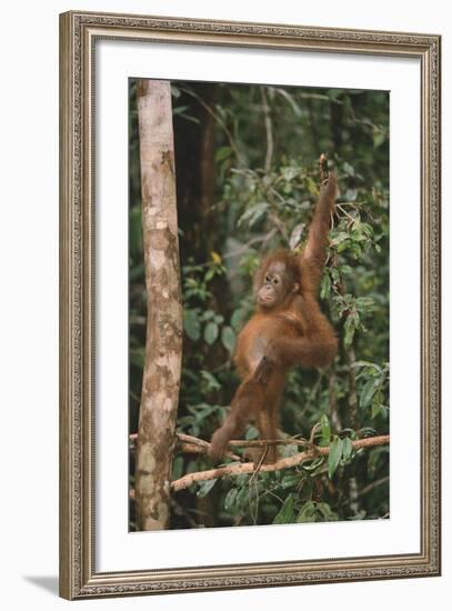 Young Orangutan in the Trees-DLILLC-Framed Photographic Print