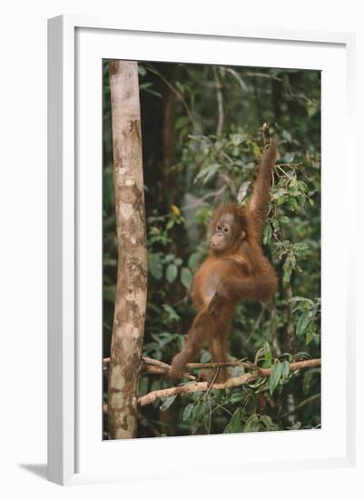 Young Orangutan in the Trees-DLILLC-Framed Photographic Print