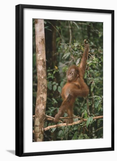 Young Orangutan in the Trees-DLILLC-Framed Photographic Print