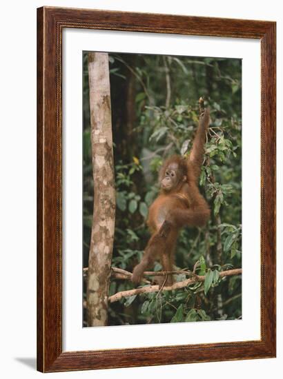 Young Orangutan in the Trees-DLILLC-Framed Photographic Print