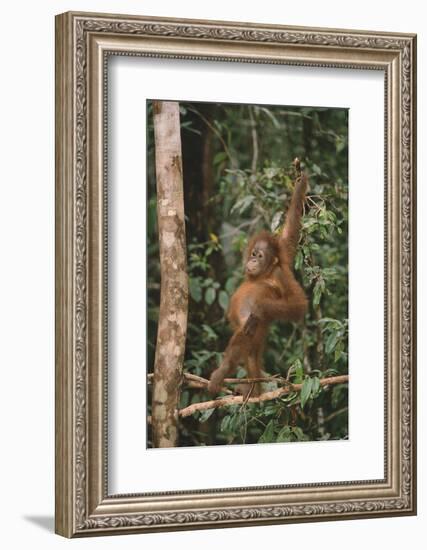 Young Orangutan in the Trees-DLILLC-Framed Photographic Print