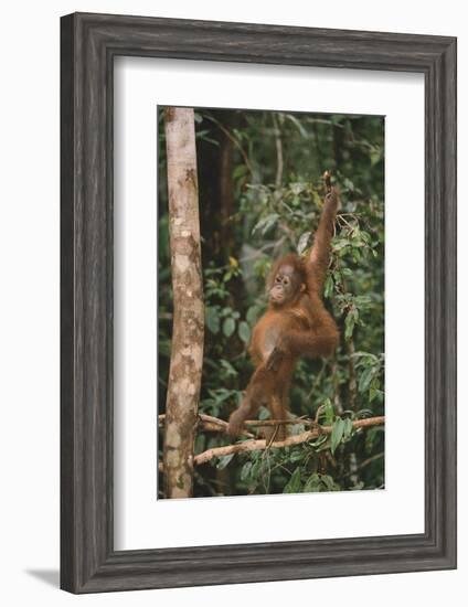 Young Orangutan in the Trees-DLILLC-Framed Photographic Print