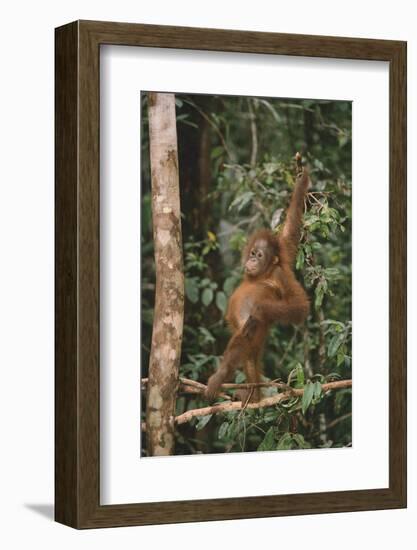 Young Orangutan in the Trees-DLILLC-Framed Photographic Print