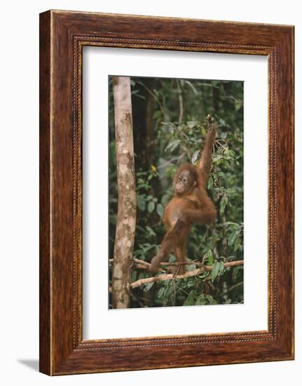 Young Orangutan in the Trees-DLILLC-Framed Photographic Print