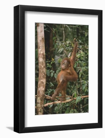 Young Orangutan in the Trees-DLILLC-Framed Photographic Print