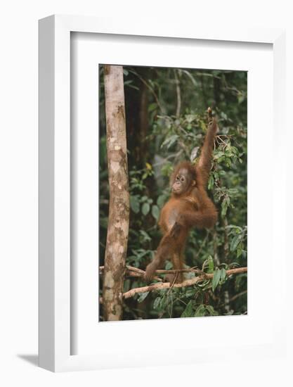 Young Orangutan in the Trees-DLILLC-Framed Photographic Print