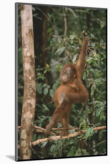 Young Orangutan in the Trees-DLILLC-Mounted Photographic Print