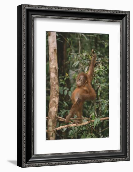 Young Orangutan in the Trees-DLILLC-Framed Photographic Print