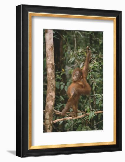 Young Orangutan in the Trees-DLILLC-Framed Photographic Print