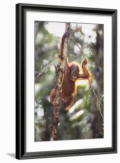 Young Orangutan in the Trees-DLILLC-Framed Photographic Print