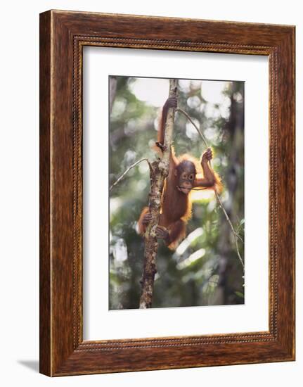 Young Orangutan in the Trees-DLILLC-Framed Photographic Print