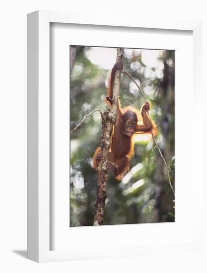 Young Orangutan in the Trees-DLILLC-Framed Photographic Print