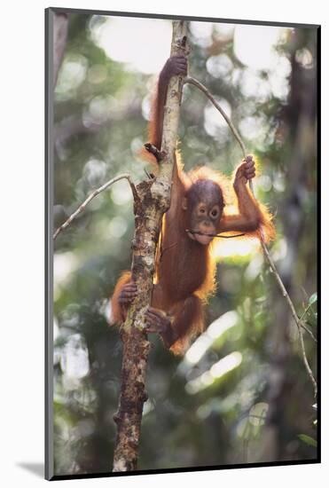 Young Orangutan in the Trees-DLILLC-Mounted Photographic Print