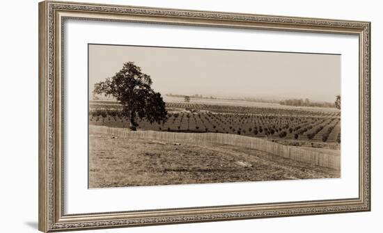 Young Orchard, Palermo, Butte County, California, 1888-1891-Carleton Watkins-Framed Art Print