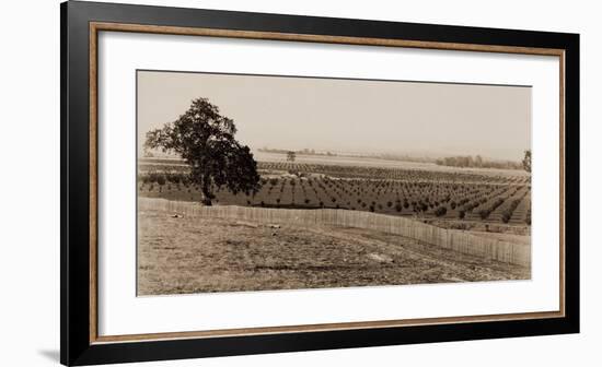 Young Orchard, Palermo, Butte County, California, 1888-1891-Carleton Watkins-Framed Art Print