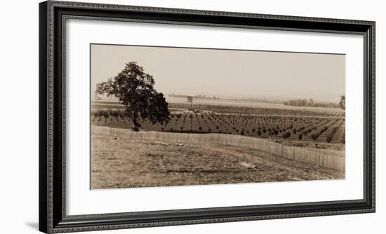 Young Orchard, Palermo, Butte County, California, 1888-1891-Carleton Watkins-Framed Art Print