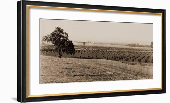 Young Orchard, Palermo, Butte County, California, 1888-1891-Carleton Watkins-Framed Art Print