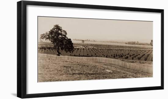 Young Orchard, Palermo, Butte County, California, 1888-1891-Carleton Watkins-Framed Art Print