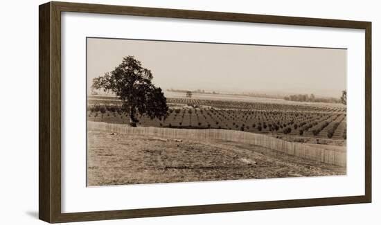 Young Orchard, Palermo, Butte County, California, 1888-1891-Carleton Watkins-Framed Art Print