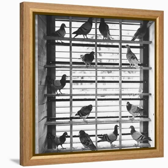 Young Pigeons in a Loft-null-Framed Premier Image Canvas