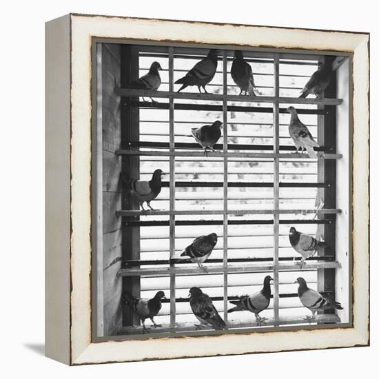 Young Pigeons in a Loft-null-Framed Premier Image Canvas