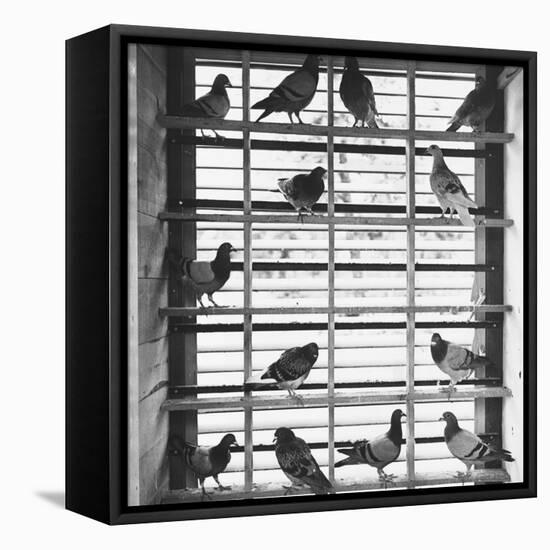 Young Pigeons in a Loft-null-Framed Premier Image Canvas