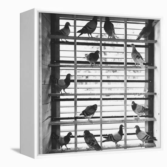 Young Pigeons in a Loft-null-Framed Premier Image Canvas