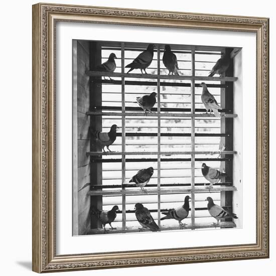 Young Pigeons in a Loft-null-Framed Photographic Print