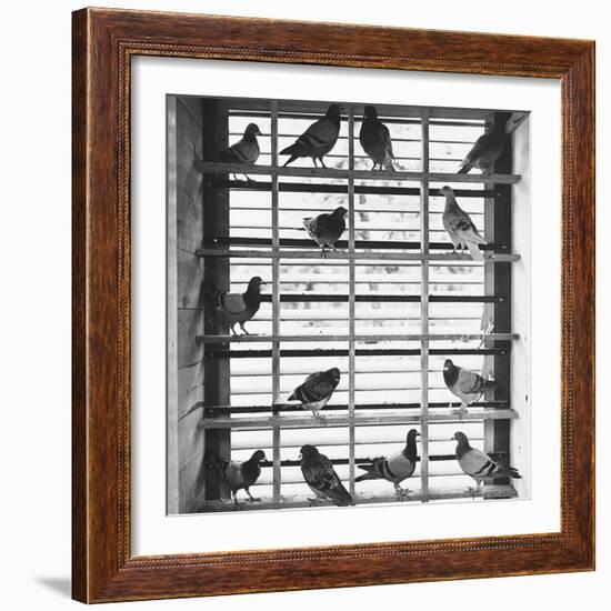 Young Pigeons in a Loft-null-Framed Photographic Print