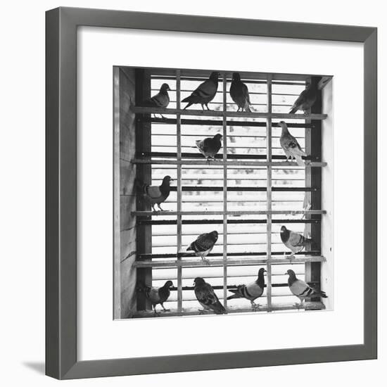 Young Pigeons in a Loft-null-Framed Photographic Print