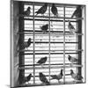 Young Pigeons in a Loft-null-Mounted Photographic Print