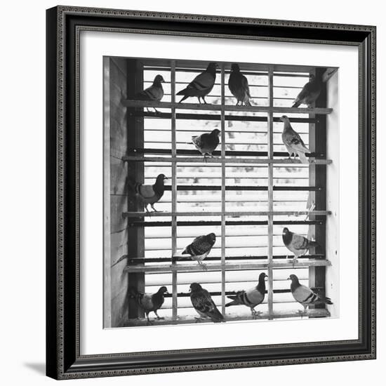 Young Pigeons in a Loft-null-Framed Photographic Print