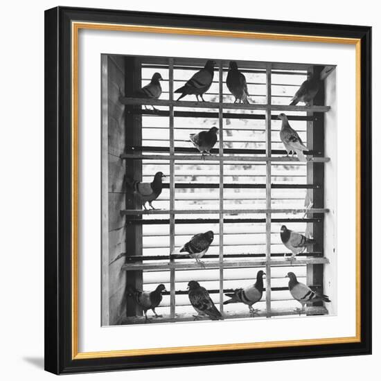 Young Pigeons in a Loft-null-Framed Photographic Print