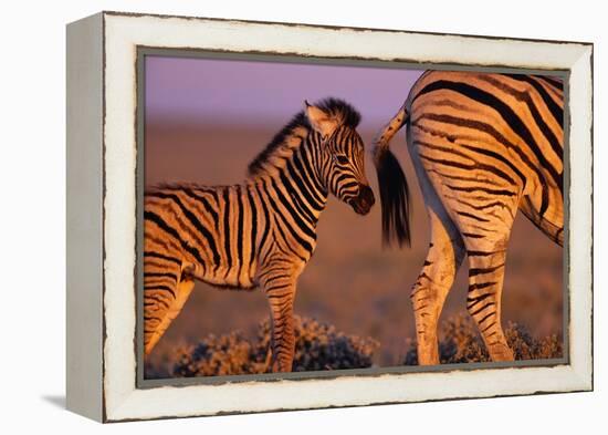 Young Plains Zebra-Paul Souders-Framed Premier Image Canvas