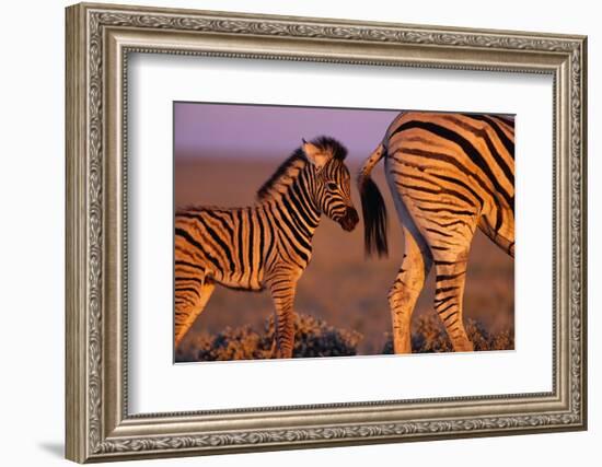 Young Plains Zebra-Paul A Souders-Framed Photographic Print