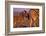 Young Plains Zebra-Paul A Souders-Framed Photographic Print